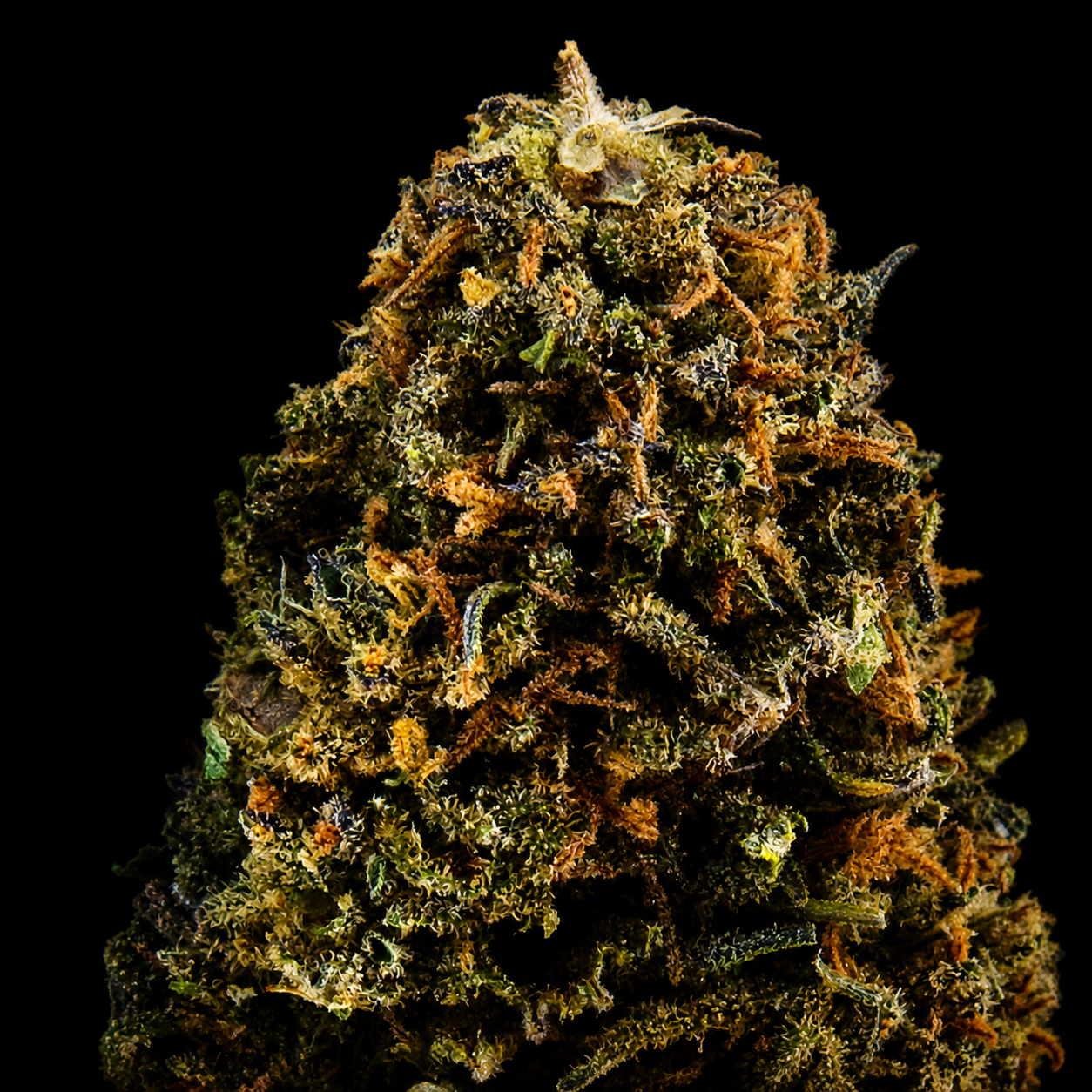 Alien Skunk CBD - France - Greenhouse