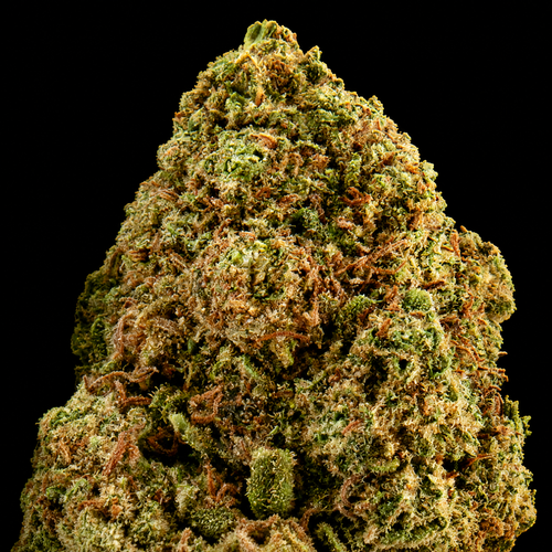 Blueberry CBD - Italie - Greenhouse