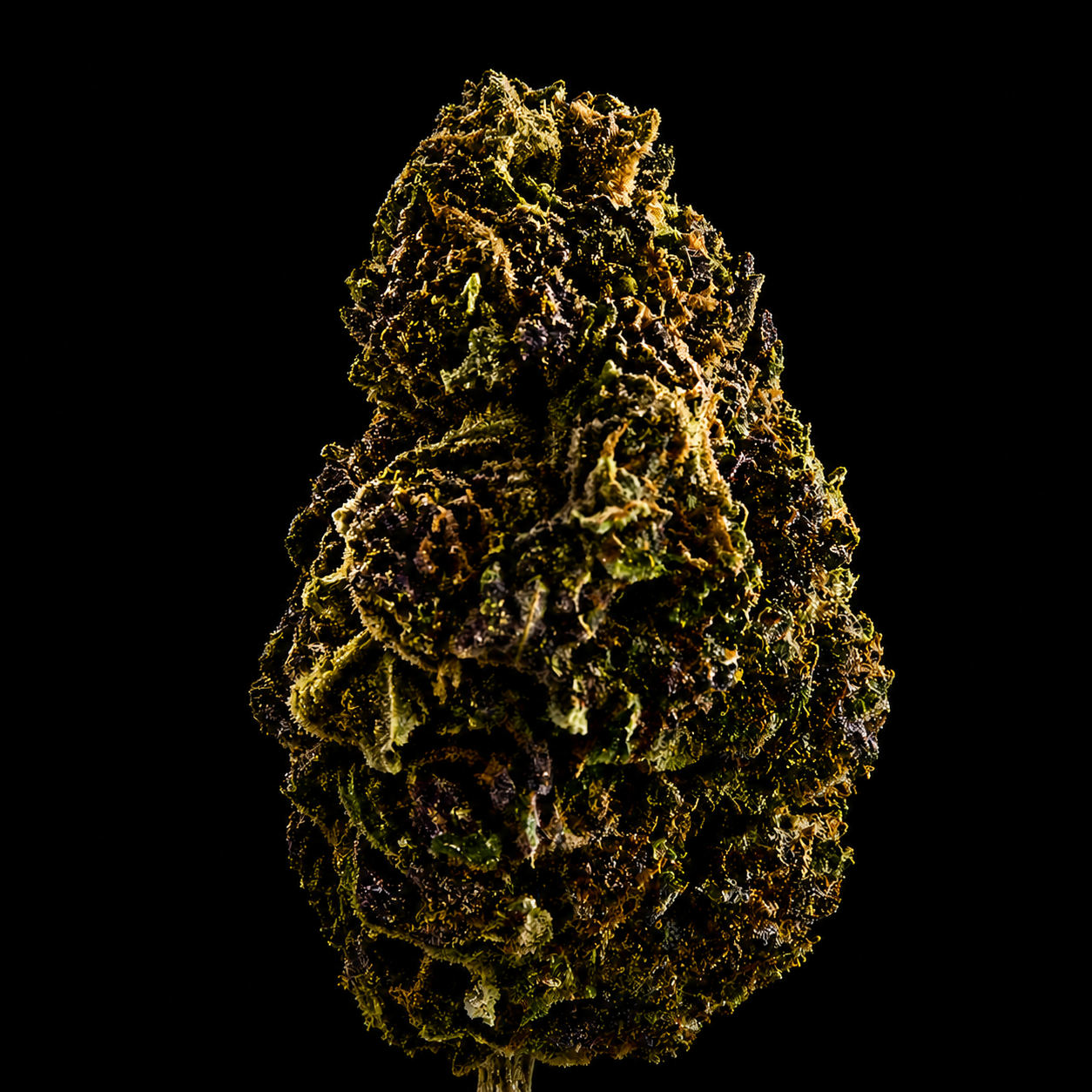 Cheese CBD - Italie - Greenhouse
