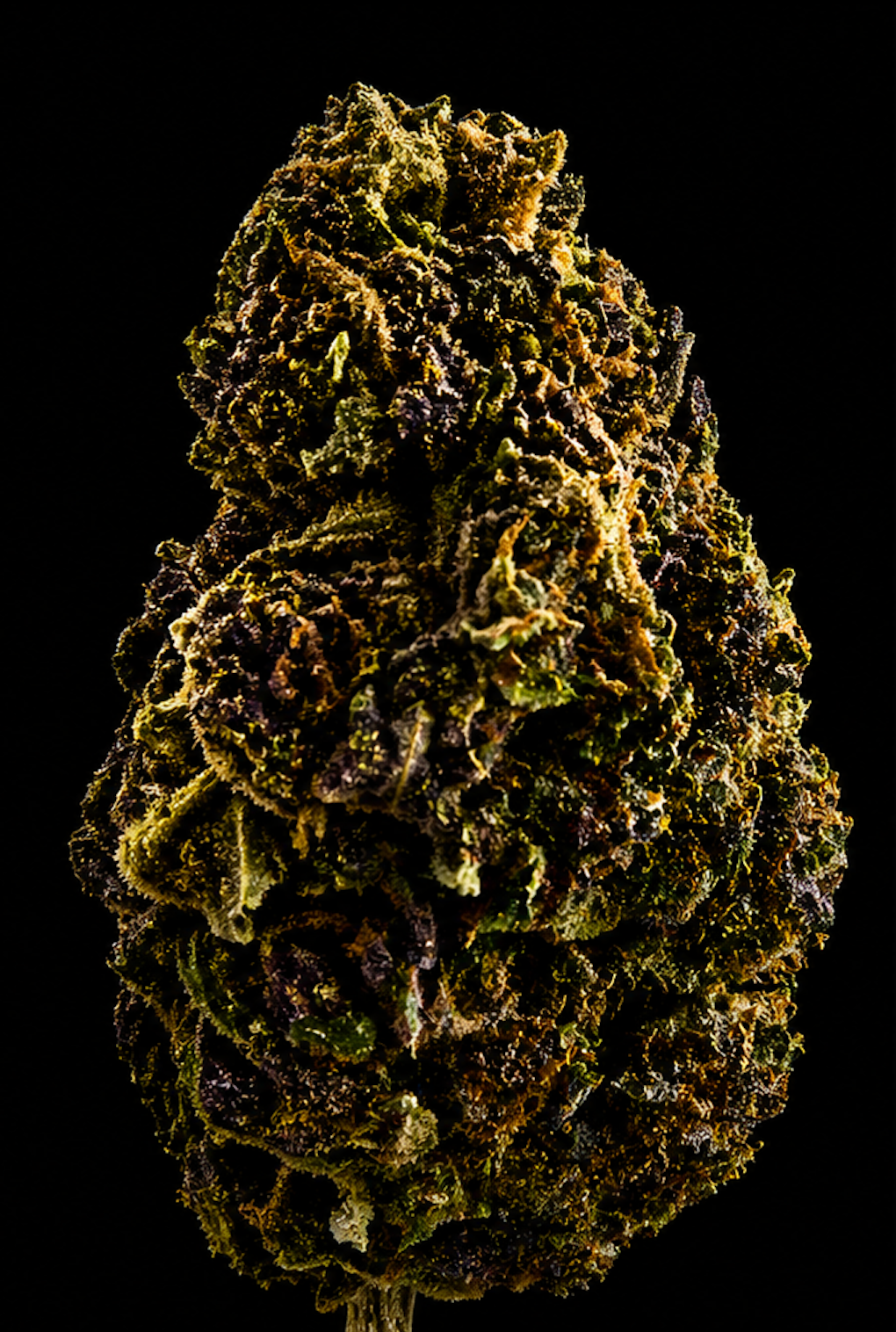 Cheese CBD - Italie - Greenhouse
