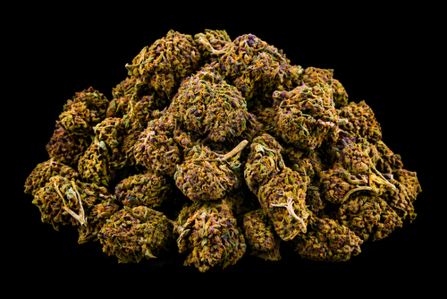 Cheese CBD - Italie - Greenhouse