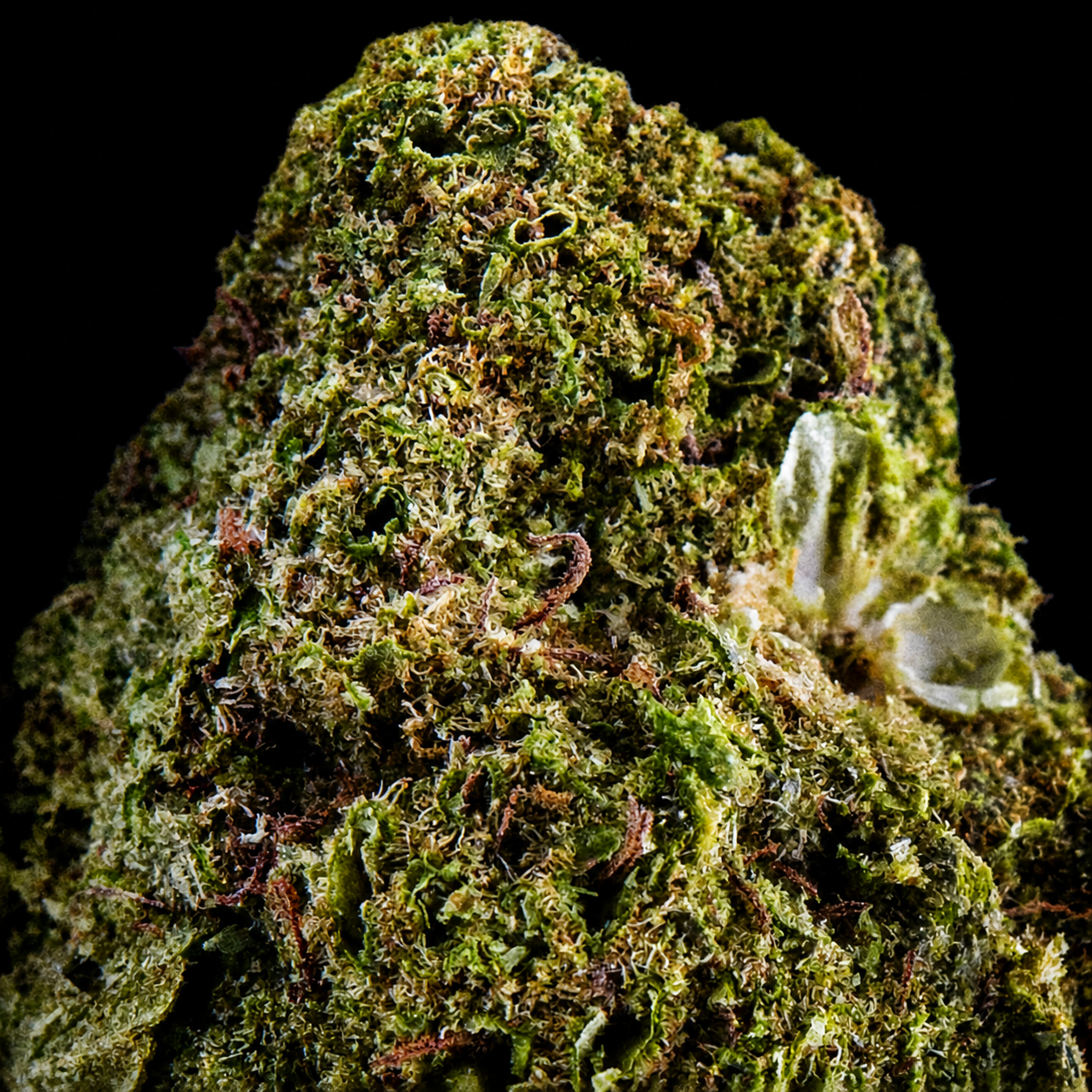 Hawaiian Haze Frozen CBD - USA - Indoor