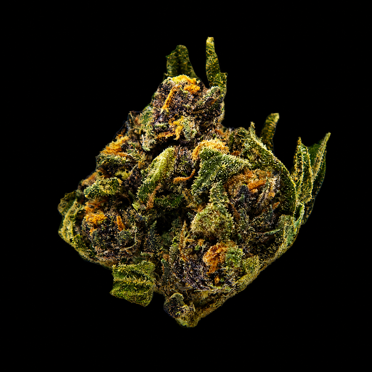 Purple Haze small bud CBD - Italie - Greenhouse