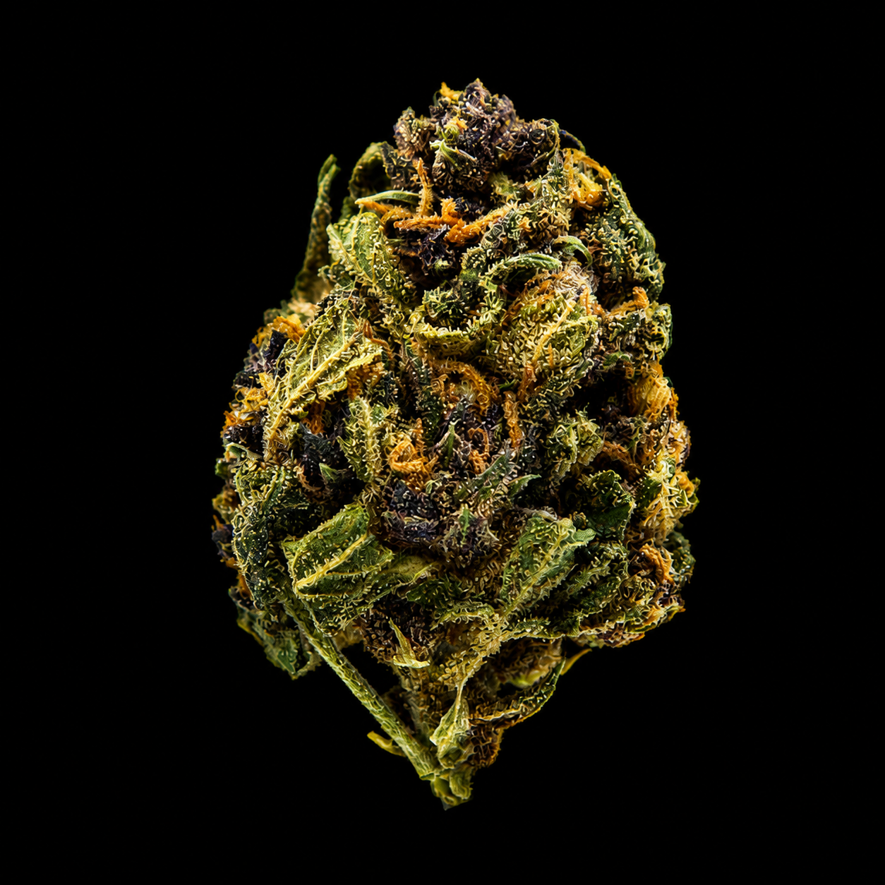 Purple Haze small bud CBD - Italie - Greenhouse